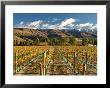 Vineyard And Pisa Range, Central Otago, South Island, New Zealand by David Wall Limited Edition Print