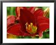 Hemerocallis Chicago Knockout (Daylily) by Mark Bolton Limited Edition Pricing Art Print