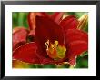 Hemerocallis Chicago Knockout (Daylily) by Mark Bolton Limited Edition Print