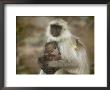 Black-Face Langur Mother And Baby, Ranthambore National Park, Rajasthan, India by Keren Su Limited Edition Print