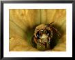 Squash Or Pumpkin Bee, Xenoglossa Angustior by Robert Parks Limited Edition Pricing Art Print