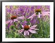 Echinacea Purpurea Magnus And Lythrum Virgatum (Purple Conflower And European Wand Loosestrife) by Michael Davis Limited Edition Print
