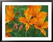 Orange Asiatic Lilies In Town Square, Cannon Beach, Oregon, Usa by Jamie & Judy Wild Limited Edition Print