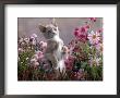 Lilac-And-White Burmese-Cross Kitten Standing On Rear Legs Among Pink Chrysanthemums And Heather by Jane Burton Limited Edition Print