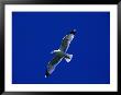 Herring Gull (Larus Argentatus) In Flight, North Berwick, United Kingdom by Nicholas Reuss Limited Edition Print