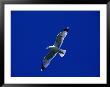 Herring Gull (Larus Argentatus) In Flight, North Berwick, United Kingdom by Nicholas Reuss Limited Edition Pricing Art Print