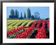 Tulip Field, Washington, Usa by William Sutton Limited Edition Print