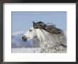 Grey Andalusian Stallion Head Profile While Cantering, Longmont, Colorado, Usa by Carol Walker Limited Edition Print