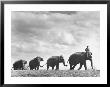 Circus Elephants Walking In Line by Cornell Capa Limited Edition Print