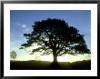 Scots Pine, Silhouette Of Single Tree At Sunrise, Scotland by Mark Hamblin Limited Edition Print