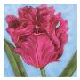 Raspberry Tulip Ii by Sophia Davidson Limited Edition Pricing Art Print