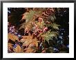 A Japanese Maple Tree With Fruit by Darlyne A. Murawski Limited Edition Print