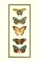 Butterfly Collector V by Chariklia Zarris Limited Edition Print