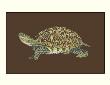 Tortoise Collector Iv by Chariklia Zarris Limited Edition Print