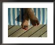 Woman's Feet On A Striped Cushion On The Deck Of A Cruise Ship by Todd Gipstein Limited Edition Print