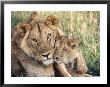 African Lion, Masai Mara Reserve, Kenya by Richard Packwood Limited Edition Print