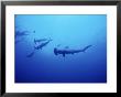 Scalloped Hammerhead Shark, Group, Red Sea by Gerard Soury Limited Edition Print