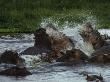 Fighting Hippos Thrash The Water During A Confrontation In A Water Hole, Serengeti National Park by Daniel Dietrich Limited Edition Print