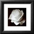 Rose by Bill Philip Limited Edition Print