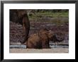 African Forest Elephant Mother And Baby by Michael Nichols Limited Edition Print