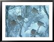 Robins On Branches In Winter, Salida, Colorado by Frank Staub Limited Edition Print