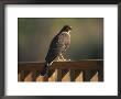 A Hawk Takes A Rest On A Porch Rail by George F. Mobley Limited Edition Print