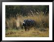 Hippo In The Grass by Nicole Duplaix Limited Edition Print