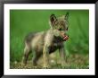A Gray Wolf Cub Licks His Nose by Joel Sartore Limited Edition Print