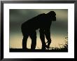 Silhouetted Bonobo by Michael Nichols Limited Edition Print