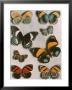 Nymphalid Butterflies by Willard Culver Limited Edition Print
