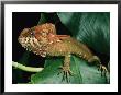 Helmeted Iguana by George Grall Limited Edition Print