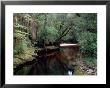 Oparara River, Oparara Basin, New Zealand by William Sutton Limited Edition Print