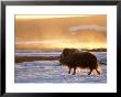 Muskox Bull Silhouetted At Sunset, North Slope Of The Brooks Range, Alaska, Usa by Steve Kazlowski Limited Edition Print