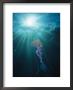 Pelagia Noctiluca Jellyfish Swimming In Sunlit Water by Brian J. Skerry Limited Edition Print