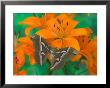 Orange Asiatic Lily And Silk Moth Samia Cynthia, Sammamish, Washington, Usa by Darrell Gulin Limited Edition Print
