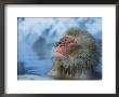 Japanese Macaque, Or Snow Monkey, Soaking In A Hot Spring by Tim Laman Limited Edition Print