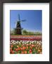 Park With Tulips In Bloom At Holland, Windmill Island, Michigan, Usa by David R. Frazier Limited Edition Print
