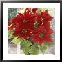 Euphorbia Pulcherrima Poinsettia In Pot On Windowsill by Lynne Brotchie Limited Edition Pricing Art Print