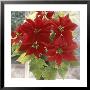 Euphorbia Pulcherrima Poinsettia In Pot On Windowsill by Lynne Brotchie Limited Edition Print