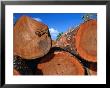 Cut Trees In Logging Yard, Darien National Park, Panama by Alfredo Maiquez Limited Edition Print
