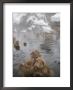 Japanese Macaque In Natural Onsen, Jigokudani Monkey Park by John Borthwick Limited Edition Pricing Art Print