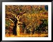 Boab Trees On Victoria Highway, Keep River National Park, Northern Territory, Australia by John Banagan Limited Edition Print