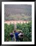 Harvest At Vineyard In Carneros Area, Napa Valley, California by Roberto Gerometta Limited Edition Print