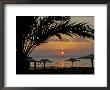 Dahab, Egypt, Middle East:Silhouette Of Palm Tree Over The Sunset by Brimberg & Coulson Limited Edition Print