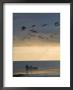 North Carolina Fishermen Cast Nets Under Flock Of Pelicans At Sunset by David Evans Limited Edition Print