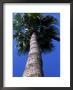 Frog's Eye View Looking Up A Palm Tree, Ventura, California by Stacy Gold Limited Edition Print
