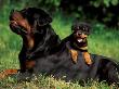 Domestic Dogs, Rottweiler With Puppy Lying On Its Back by Adriano Bacchella Limited Edition Print