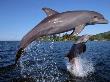 Bottlenose Dolphins Leaping, Roatan, Bay Islands, Honduras by Doug Perrine Limited Edition Print