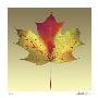 Maple Leaf by Robert Mertens Limited Edition Pricing Art Print