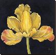 Iris Jaune by Constance Lael Limited Edition Pricing Art Print